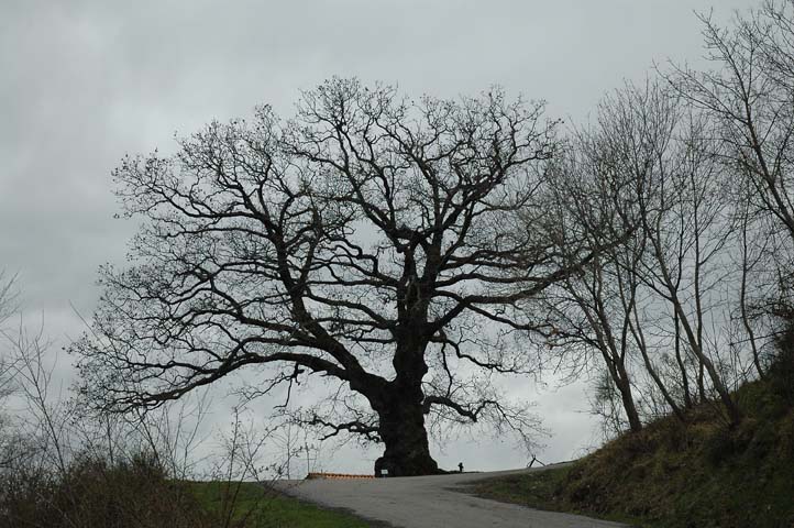 Fotografiamo gli alberi monumentali